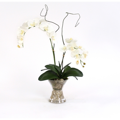 Silk Cream White Phalaenopsis Orchid Plant with Curly Willow in an ...