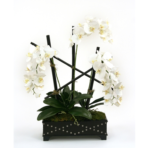 Silk Cream-White Phalaenopsis Orchids in a Black Leather Finish Box with Studs