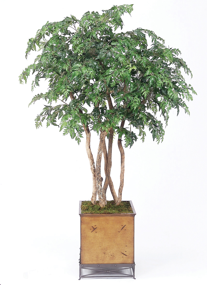 Ming Aralia Tree in Planter Free Shipping in USA
