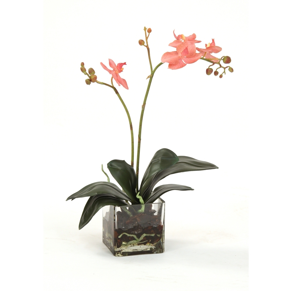 Waterlook Artificial Phalaenopsis Orchid in Glass Jar