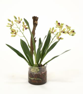 Waterlook ® Amethyst Green Vanda Orchid with Plant in Glass Cylinder