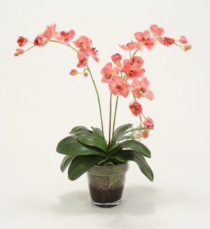 WaterlookÂ® Phaleanopsis Orchids with Orchid Foliage and Fern in Glass Pot