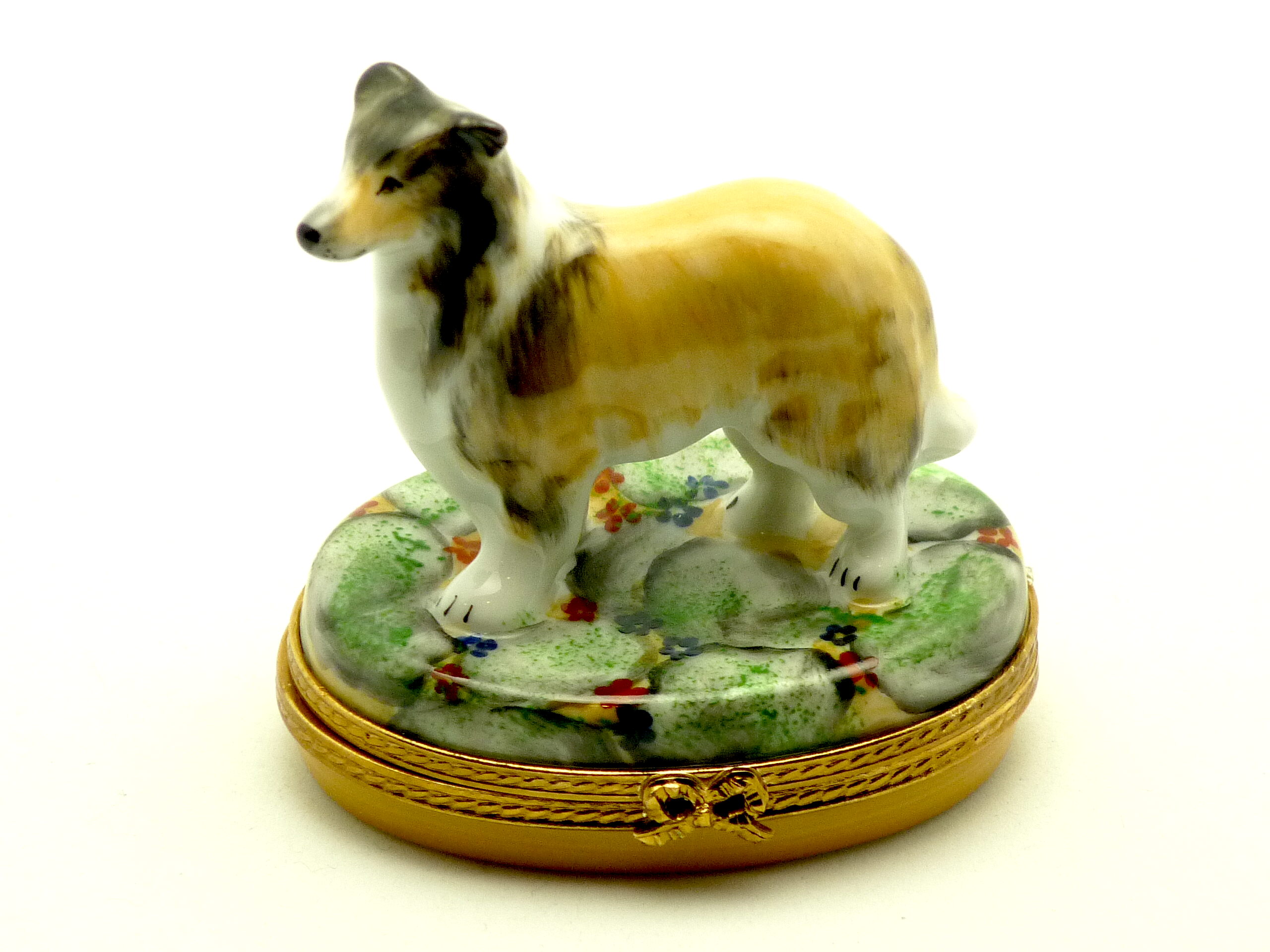 Brown collie dog