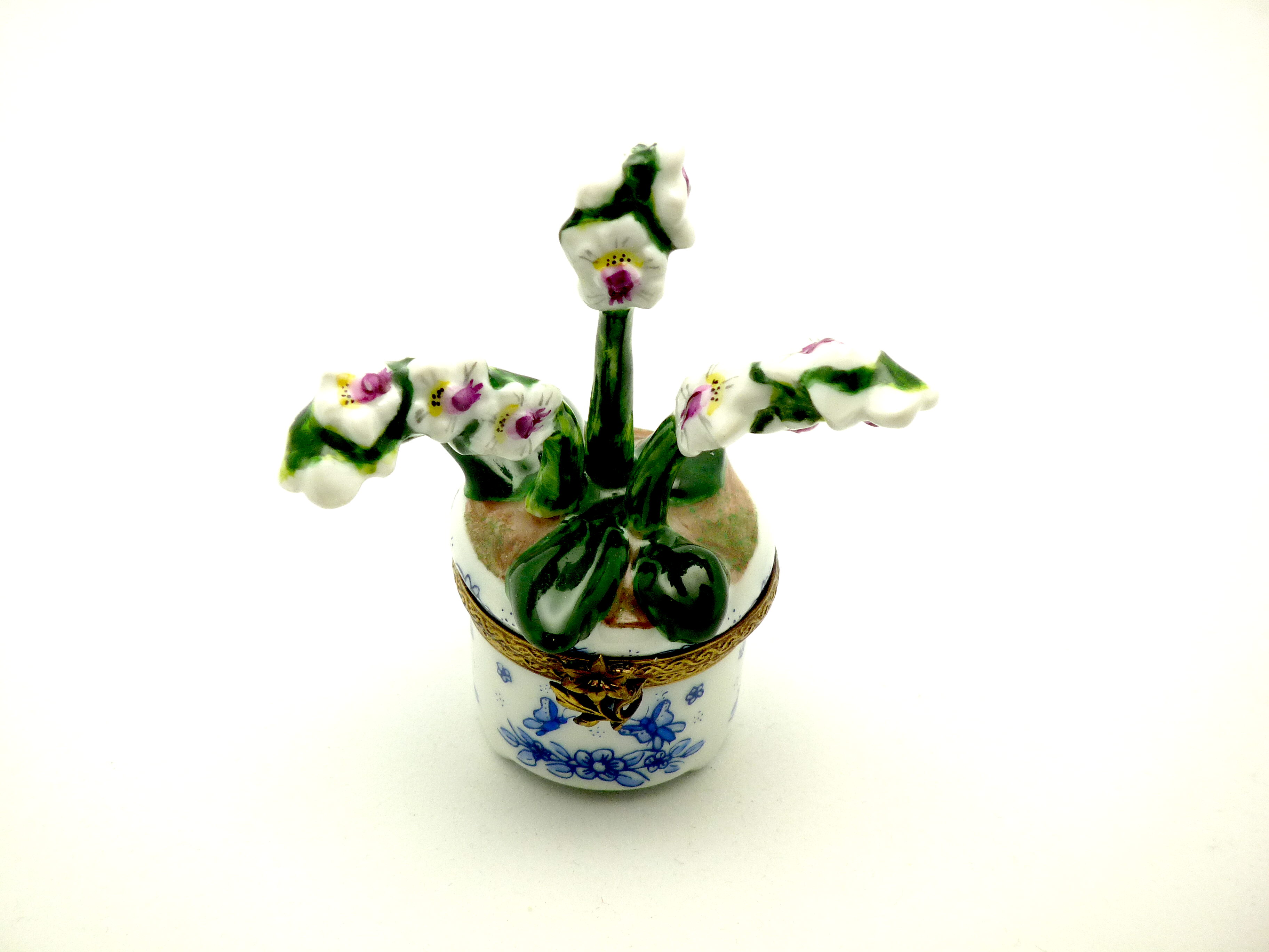 Orchid in blue pot