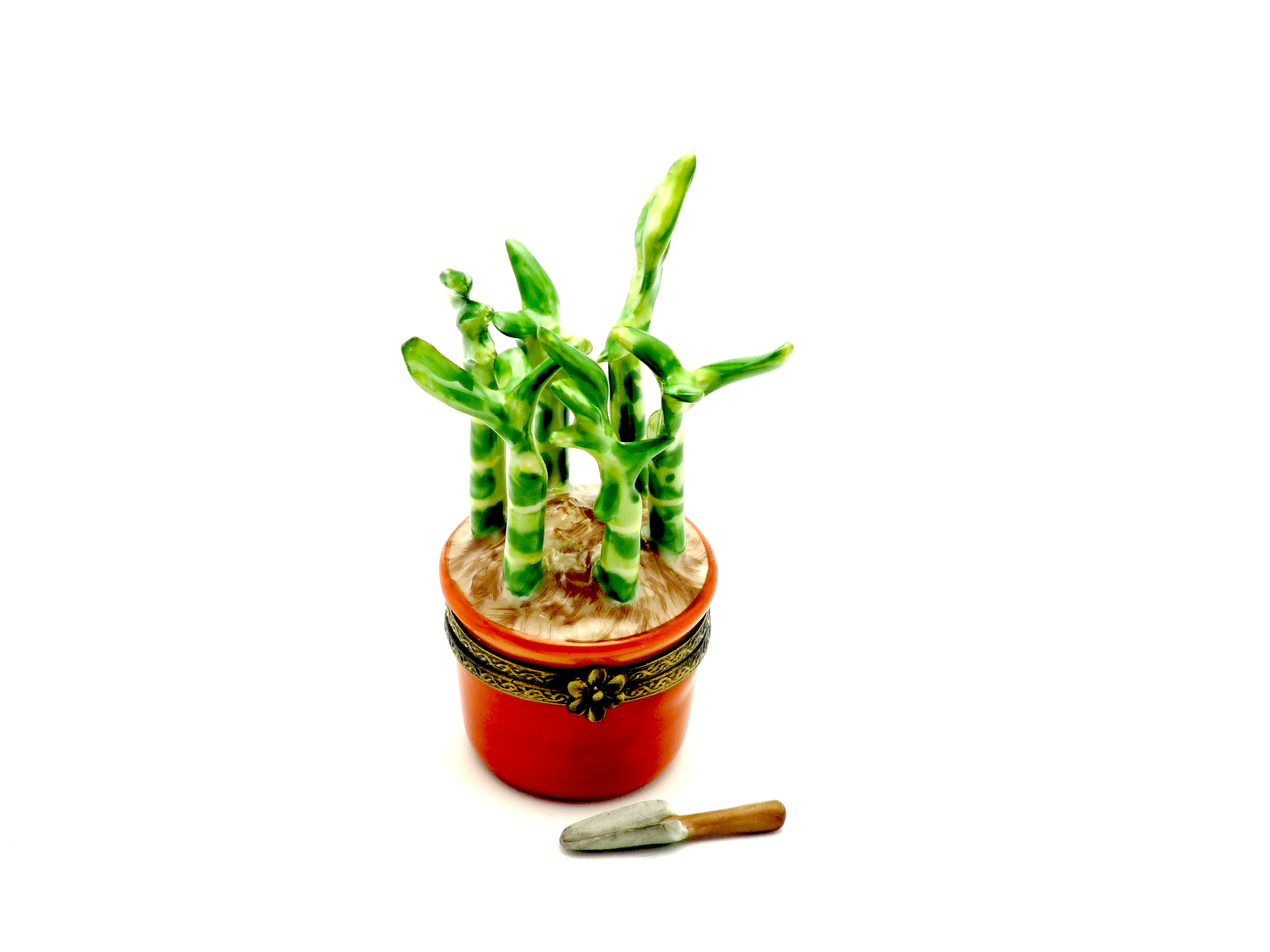 Bamboo in terra-cotta pot