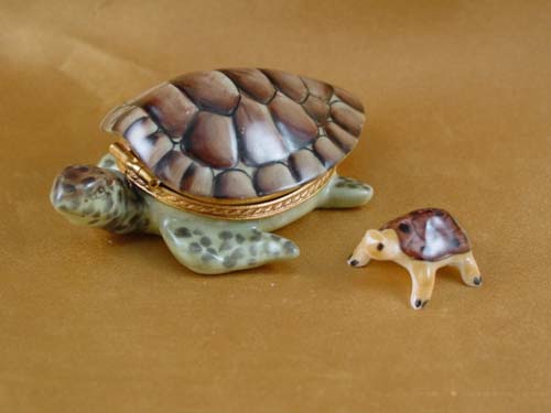Turtle with baby