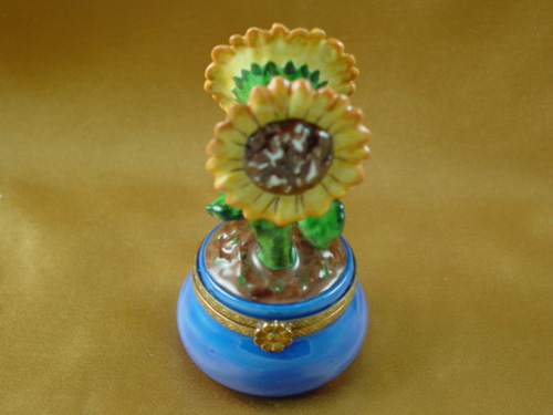 Sunflower in pot