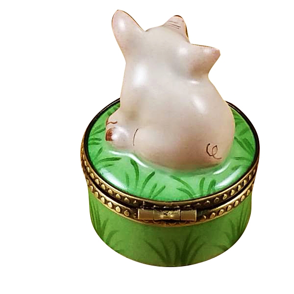 Mini pig on green base