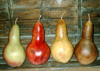 Large Gourd Pears