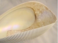 Murano Glass Ivory Shell Bowl