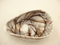 Mignon ivory and chocolate shell centerpiece