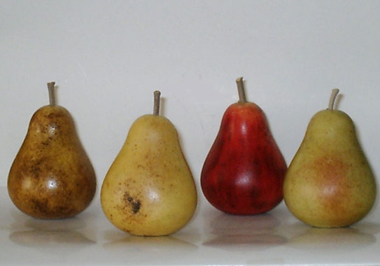 Seckle Pears